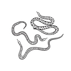 Three black and white snakes in a hand drawn illustrative style.