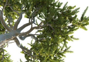Pinus aristata Tree under view 4k png cutout