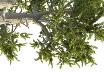 Pinus aristata Tree under view 4k png cutout isolate