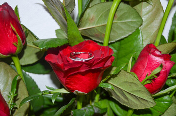 A beautiful red rose with a diamond ring on it is placed on a stem. The ring is positioned on the...