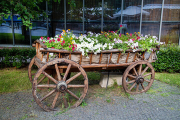 An old cart with white pink flowers on a bright sunny day. Agriculture, Urban landscaping.