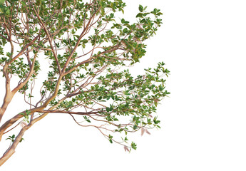  Arbutus menziesiiTree corner 4k png cutout isolate