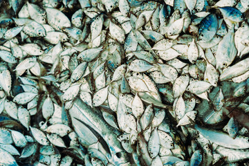 Dense collection of small silvery fish with blue-green tints, at a fish market fishing boat in Sri...