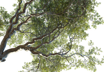 Quercus agrifolia Tree under view 4k png cutout isolate
