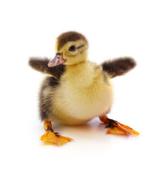 One little duckling.
