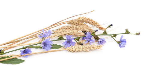 Chicory flowers with wheat spikelet.