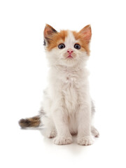 Fototapeta premium Small sitting kitty.