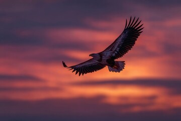 An eagle gracefully glides through the sky, wings fully extended, amidst vibrant sunset hues in the wilderness