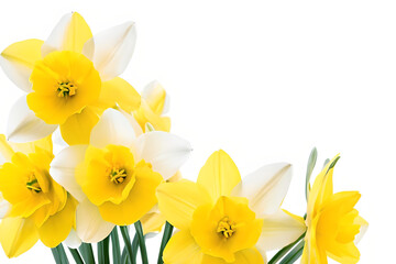 narcissus collage, flowers are is isolated on white
