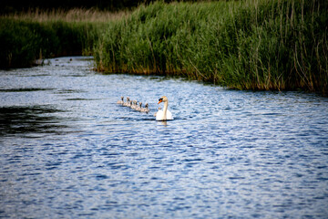 family on the lake