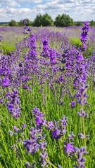 Obraz premium Blooming lavender field. Bushes of blooming lavender in the open air. Vertical photo.