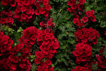 Vibrant red blooms create a lush tapestry of color in a tranquil garden during the golden hours of dusk