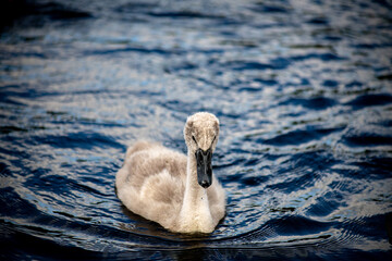 cygnet on the lake