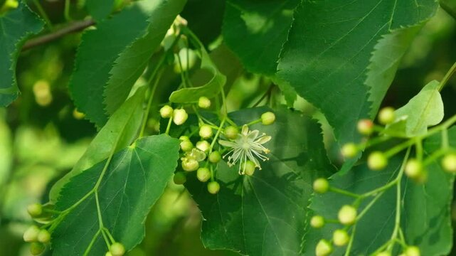 Linden Tree Flowers Blossom and Fruits Ripe Nuts on a Branch Tree, Slow Motion