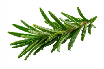 Fototapeta premium A sprig of rosemary with water droplets positioned against a white background