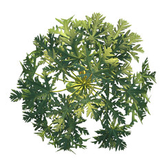 Papaya  Tree plan top view 4k cutout