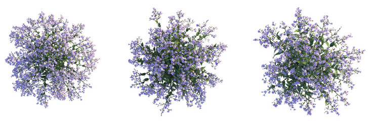 Aster ageratoides Asran Tree plan top view 4k cutout isolate © Đỗ Hải