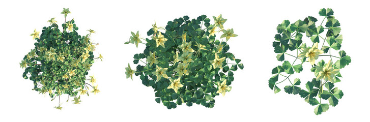 Aquilegia coerulea Tree plan top view 4k cutout isolate © DH Tree Stock