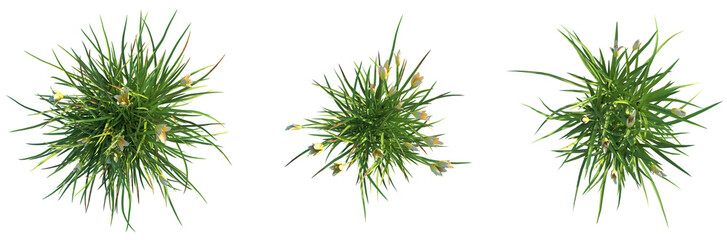 Hemerocallis everydaylily Cream Tree plan top view 4k cutout