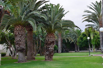 palm trees in the garden