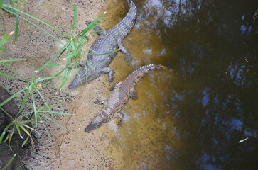 Crocodiles in a natural zoo park