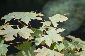 Sunlight filtering through vibrant green maple leaves in summer