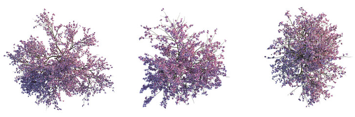 Magnolia x soulangeana Tree plan top view 4k cutout isolate © DH Tree Stock