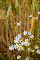 Chamomile close-up with barley in the background