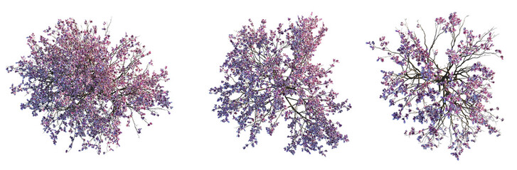 Magnolia x soulangeana Tree plan top view 4k cutout © DH Tree Stock