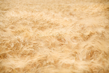 golden barley field in summer