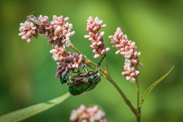 A beetle is sitting on a pink wildflower. Close-up. Soft focus