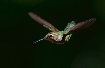 Juvenile male ruby-throated hummingbird hovering in flight isolated on black background.  © Jim Cumming