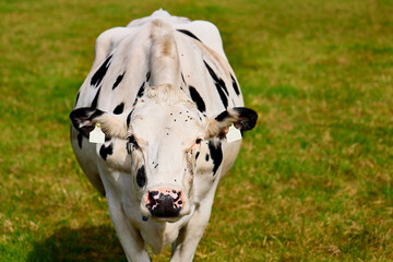 white cow with black spots in the meadow