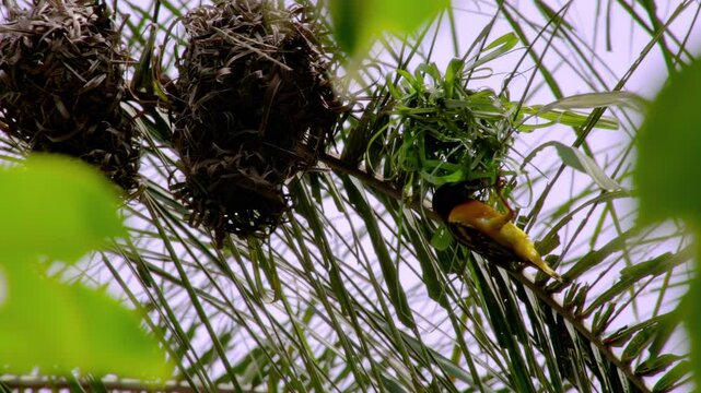 African weaver bird building nest on palm tree in Equatorial Guinea &ndash; Male in bright yellow and black plumage actively weaving a hanging grass structure in natural tropical environment.