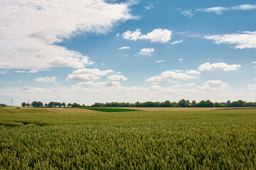 green wheat field with blue sky and white clouds