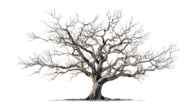 tree silhouette isolated on white