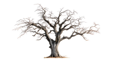 Obraz premium tree isolated on white background