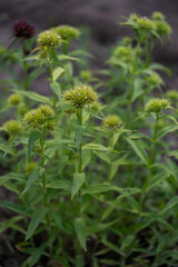 Buds on a sweet William plant (Dianthus barbatus). 
