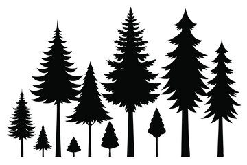 Fototapeta premium Silhouettes of evergreen trees in a forest&nbsp;setting