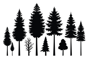 Fototapeta premium Silhouettes of evergreen trees in a forest&nbsp;setting