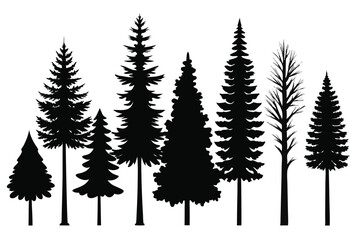 Obraz premium Silhouettes of evergreen trees in a forest&nbsp;setting