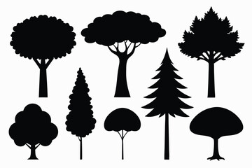 Fototapeta premium Silhouettes of evergreen trees in a forest setting