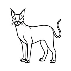 caracal animal vector illustration