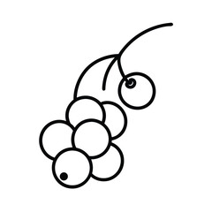  currant berry fruit vector illustration
