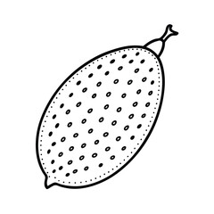 vector illustration of a finger lime fruit