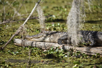 An alligator rests motionless on a sunlit log, surrounded by Louisiana swamp waters blanketed in...