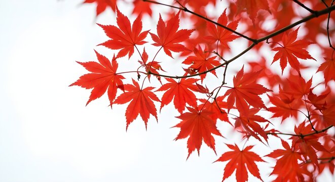 Red maple leaves, Autumn leaves, Fall foliage, Vibrant Red Maple Leaves Against White Sky