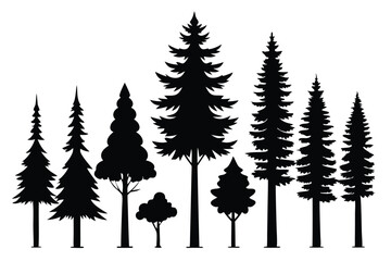 Fototapeta premium Silhouettes of evergreen trees in a forest&nbsp;setting