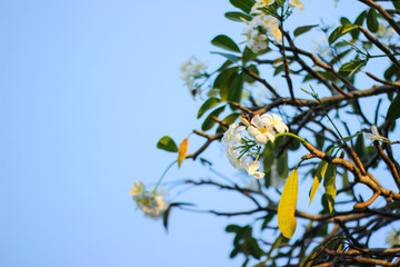 White Frangipani flowers on a bunch of tree with blue sky background