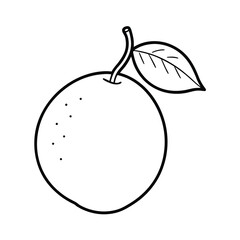 yuzu fruit vector illustration